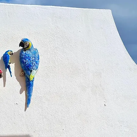 Welooveyou Parrots コスタ・カルマ