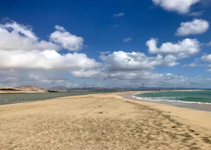 Welooveyou Parrots Daire