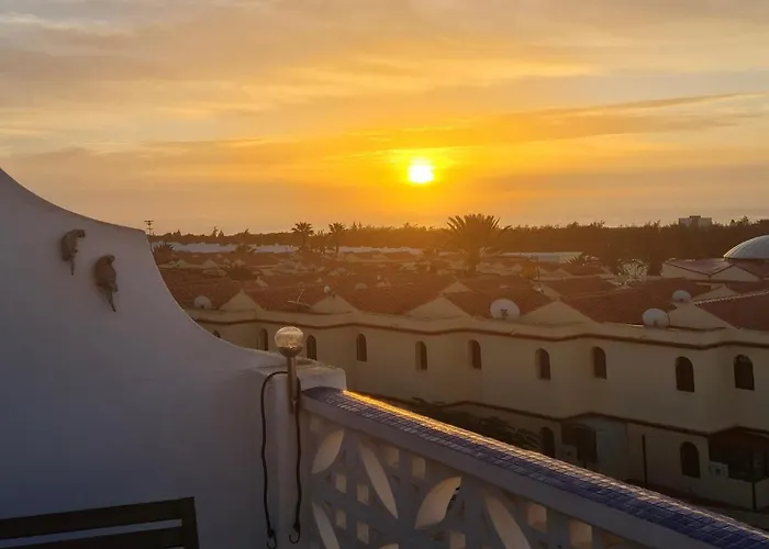 Welooveyou Parrots Costa Calma