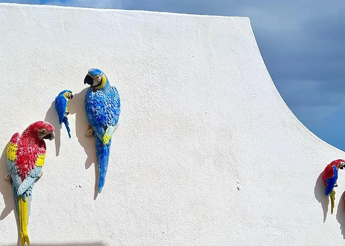 Welooveyou Parrots Costa Calma